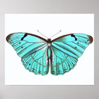 Poster papillon vintage Turqoise Bleu