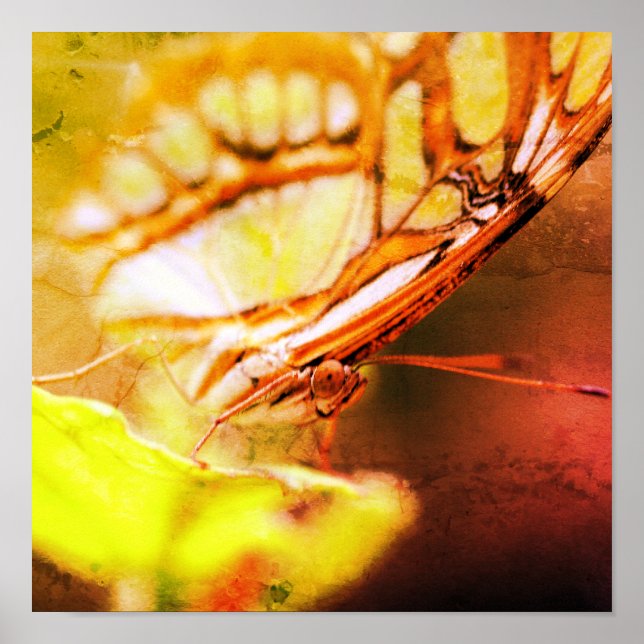 Poster Papillon Visage Gros plan (Devant)