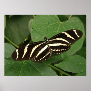 Poster Papillon Zebra Longwing