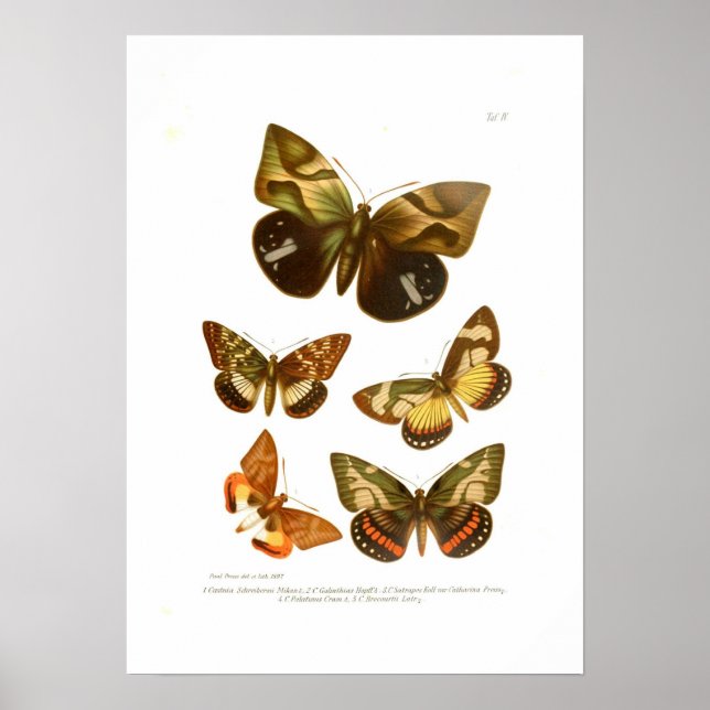 Poster Papillons (Devant)