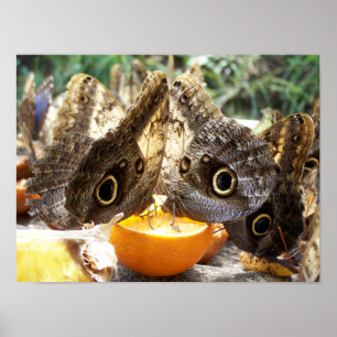 POSTER PAPILLONS