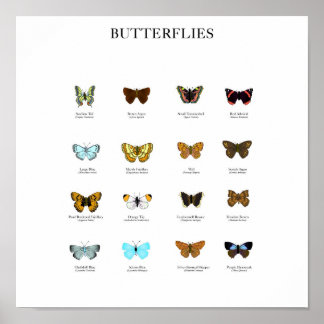 Poster Papillons