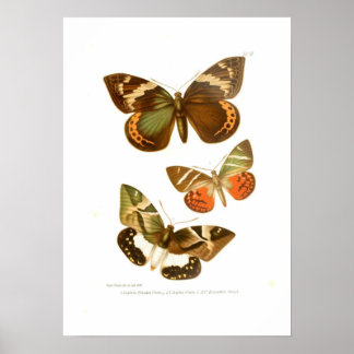 Poster Papillons