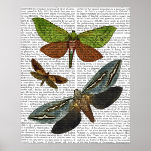 Poster Papillons 4