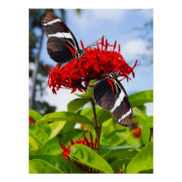 Papillons à ailes longues zébrées sur fleurs rouge