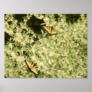 Poster Papillons à queue épineuse sur arbuste à fleurs