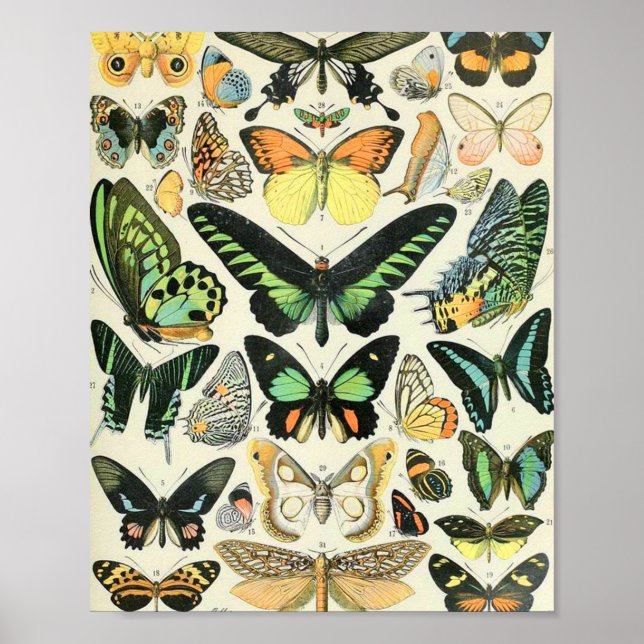 Poster Papillons Adolphe Millot B (Devant)