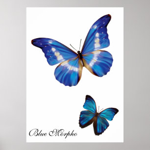 Poster Papillons bleu Morpho