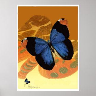 Poster Papillons bleus caspiens sur ailes crème orange