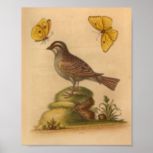 Poster Papillons Brown vintages Bird Imprimer Jaune