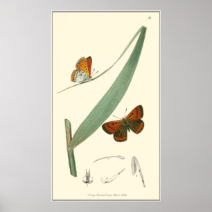 Poster Papillons colorés qui se drapent autour d'une feui