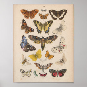 Poster Papillons couleur Vintages Moths Imprimer