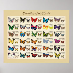 Poster Papillons de l'affiche du monde