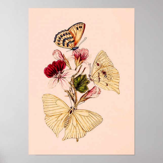Poster Papillons de l'Inde vintage Illustration d'art d'i (Devant)