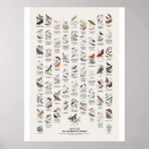 Poster Papillons de nuit - Bibliothèque du naturaliste