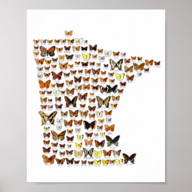 Poster Papillons du Minnesota (Devant)