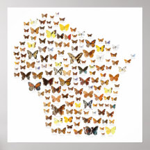 Papillons du Wisconsin