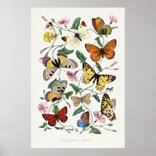 Poster Papillons et papillons de nuit 2