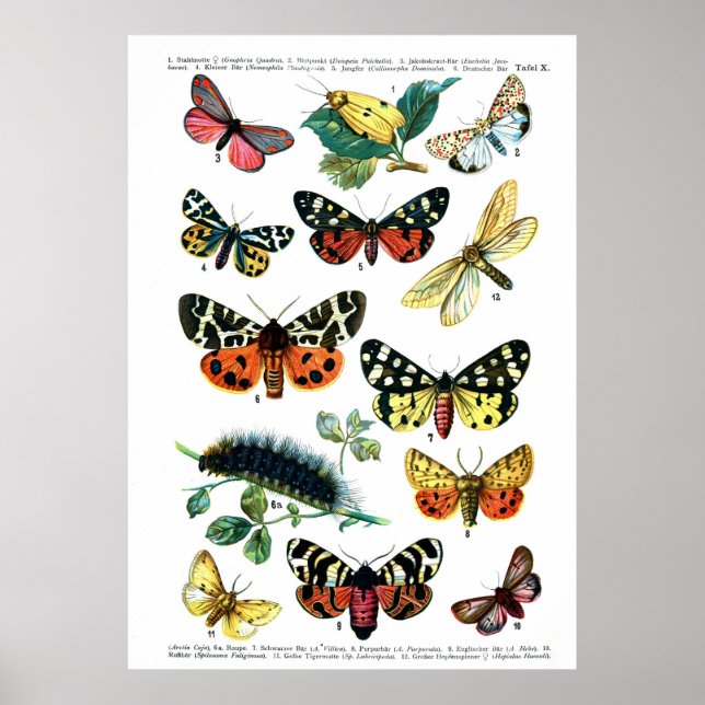 Poster Papillons européens (Plaque 10) (Devant)