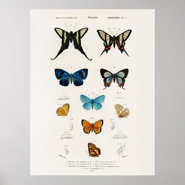 Poster Papillons Illustrés Par Charles D'Orbigny (Devant)
