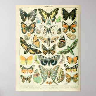 Poster Papillons illustrés vintages