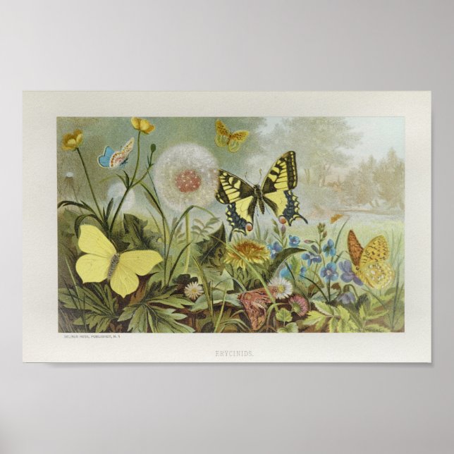 Poster Papillons jaunes sur Fleurs Art Vintage Imprimer (Devant)