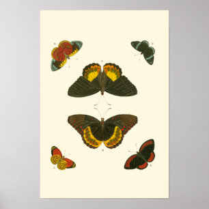 Poster Papillons lumineux par Pieter Cramer