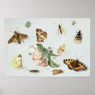 Poster Papillons, mites et d'autres insectes