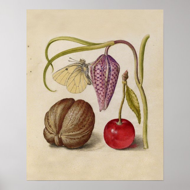 Poster Papillons noix Fleur Cerisier Aquarelle Art (Devant)