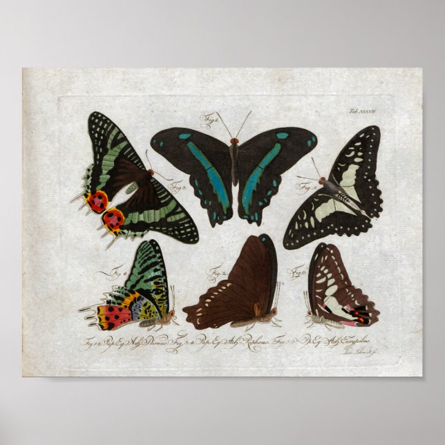 Poster Papillons Vintage Imprimer Télécharger (Devant)