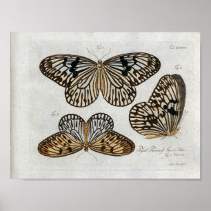 Poster Papillons Vintage Imprimer Télécharger