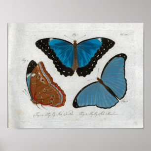 Poster Papillons Vintage Imprimer Télécharger