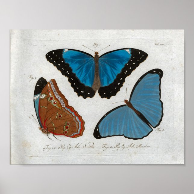 Poster Papillons Vintage Imprimer Télécharger (Devant)