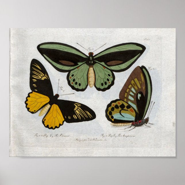 Poster Papillons Vintage Imprimer Télécharger (Devant)