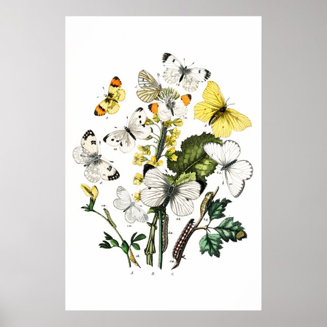 Poster Papillons vintages (Devant)