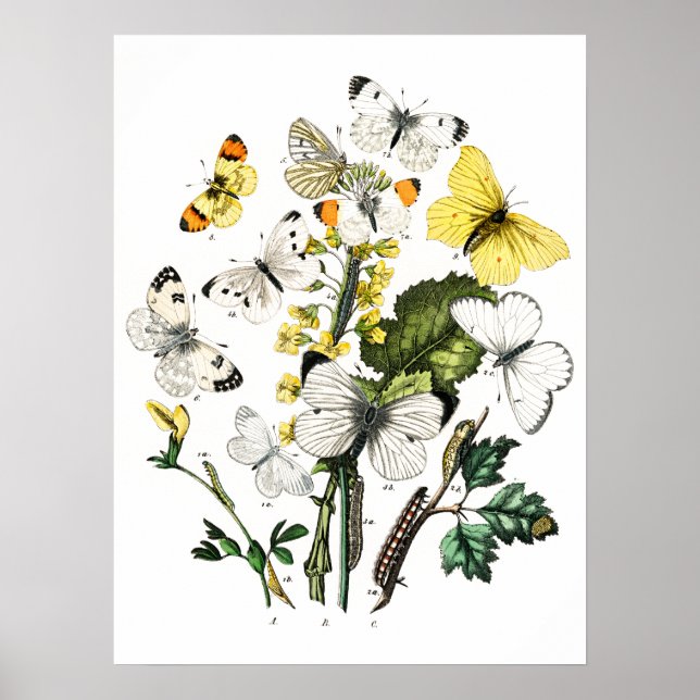 Poster Papillons vintages (Devant)