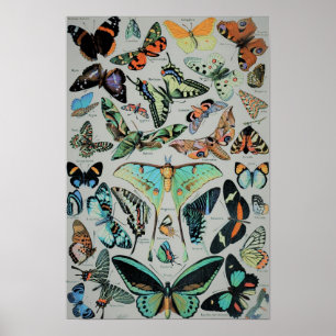 Poster Papillons vintages Imprimer
