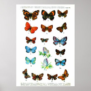 Poster Papillons vintages livre papillon empreinte insect