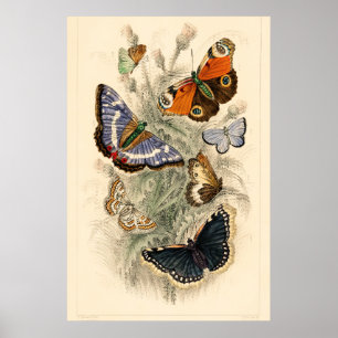 Poster Papillons vintages Oliver Goldsmith