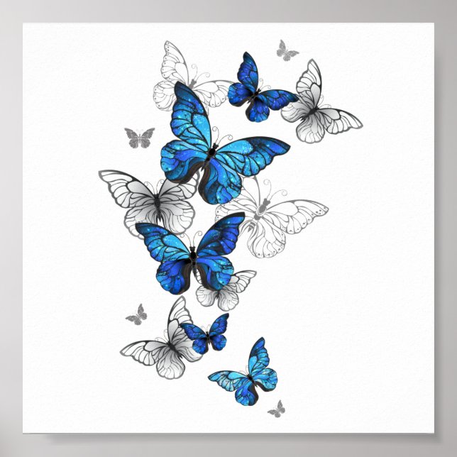 Poster Papillons volants bleus Morpho (Devant)