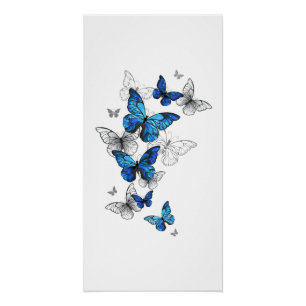 Poster Papillons volants bleus Morpho