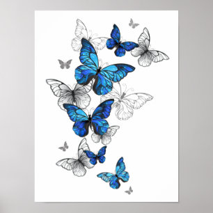 Poster Papillons volants bleus Morpho