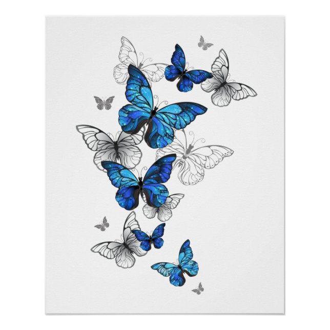 Poster Papillons volants bleus Morpho (Devant)