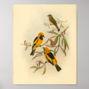 Poster Papuan Yellow Flycatcher Bird Imprimer Vintage