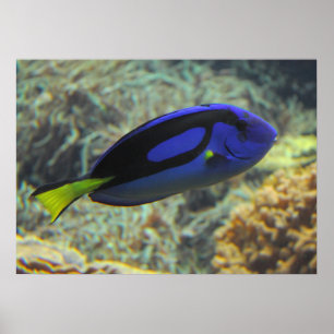 Poster Paracanthurus hepatus