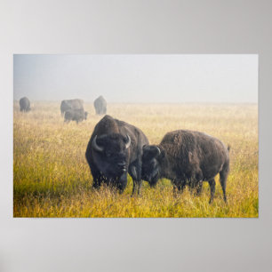 Poster Parade amoureuse de bisons à Yellowstone