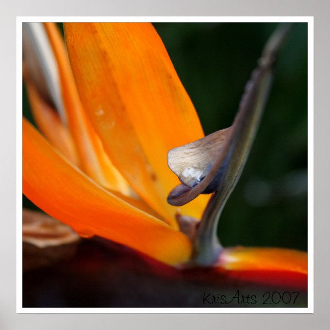 Poster Paradis proche (Devant)