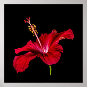 Poster Paradis tropical Hibiscus rouge Fleur et noir