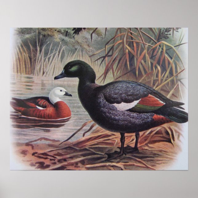 Poster Paradis vintage Shelduck (Devant)