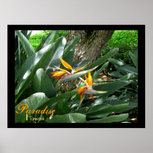 Poster Paradise Hawaii